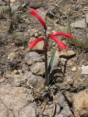 Zephyranthes graciliflora