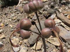 Zephyranthes graciliflora