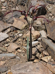 Zephyranthes graciliflora