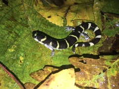 Ambystoma annulatum
