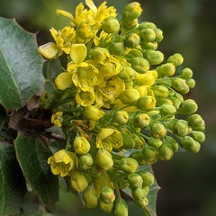 Berberis dictyota