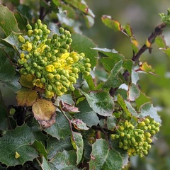 Berberis dictyota