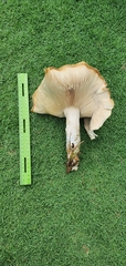 Macrocybe