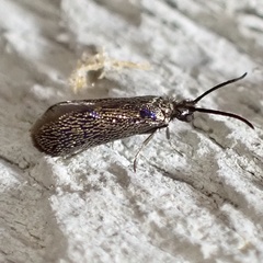 Eriocraniella