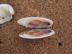 Circe scripta