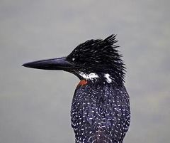 Megaceryle maxima maxima