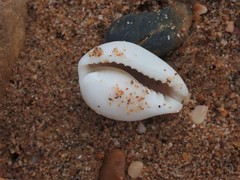 Erronea subviridis