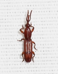 Trachelizini