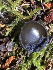 Pseudosarcosoma latahense