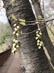 Stachyurus