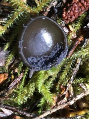 Pseudosarcosoma latahense