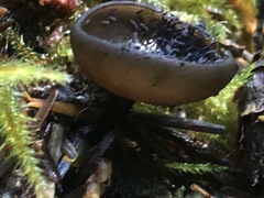 Pseudosarcosoma latahense