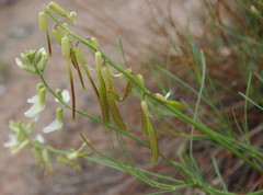 Astragalus lonchocarpus