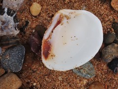 Eucrassatella cumingii