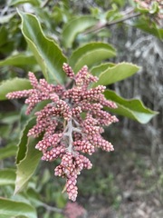 Rhus ovata