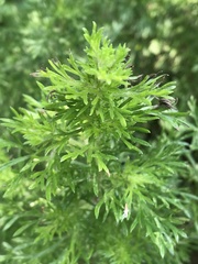 Artemisia lancea