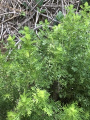 Artemisia lancea