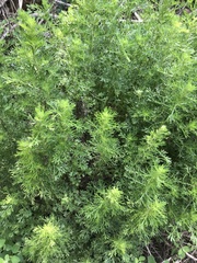 Artemisia lancea