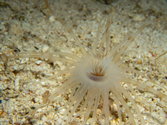 Ceriantharia