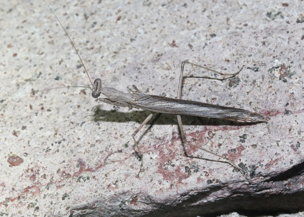 Skinner's Ground Mantis (Mantises of North America) · iNaturalist