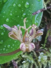 Scoliopus hallii