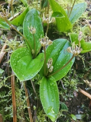 Scoliopus hallii