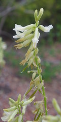 Astragalus lonchocarpus