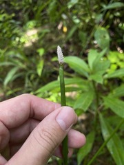Eleocharis elegans