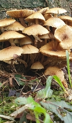 Xanthagaricus