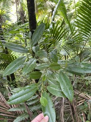 Croton poecilanthus