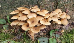 Xanthagaricus