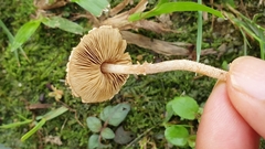 Xanthagaricus