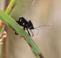 Anoplocnemis curvipes