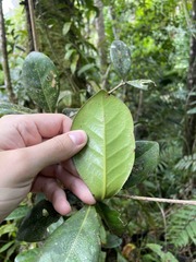 Ocotea spathulata