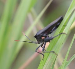 Anoplocnemis curvipes