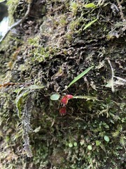 Lepanthes caritensis
