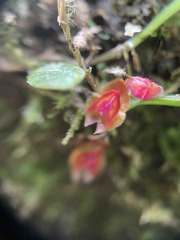 Lepanthes caritensis