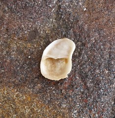 Bostrycapulus pritzkeri