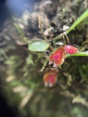 Lepanthes caritensis