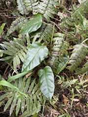 Ipomoea repanda