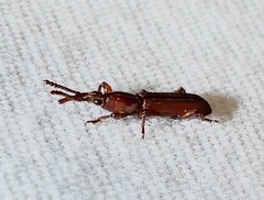 Trachelizini