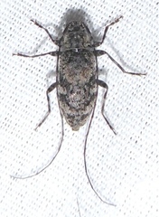 Eutrichillus pini