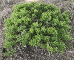 Galium catalinense acrispum
