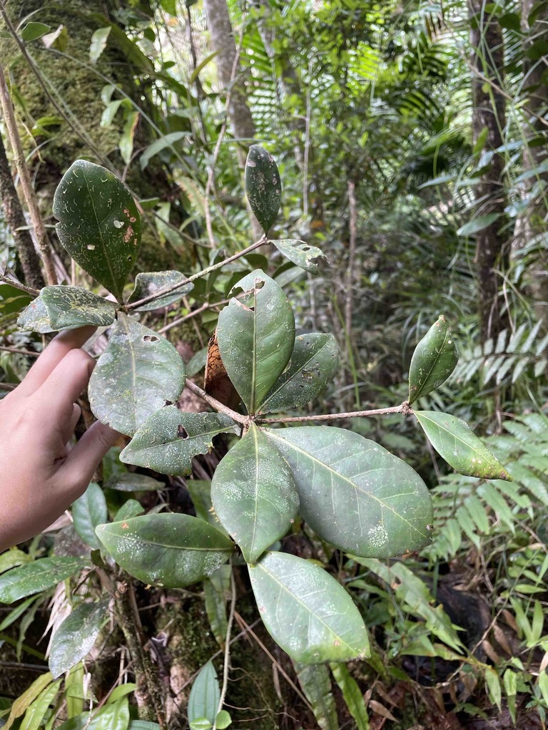 Ocotea spathulata