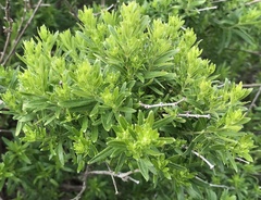 Galium catalinense acrispum