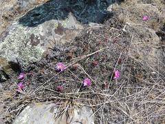 Echinofossulocactus lamellosus