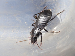 Pterostichus illustris