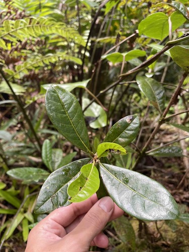 Byrsonima wadsworthii