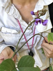 Macropsychanthus hexander