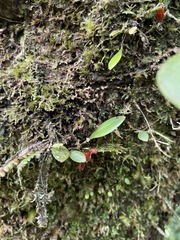 Lepanthes caritensis